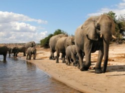 Reizen en vakantie in Botswana