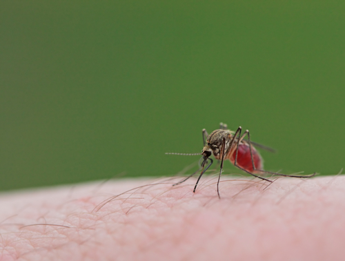 Malaria en reizen