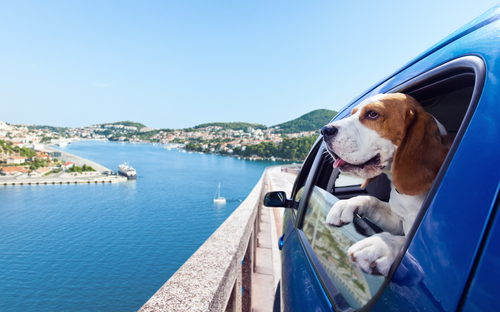 Verlating Aardewerk bidden Reizen en vakantie met honden. | Wereldreizigersclub
