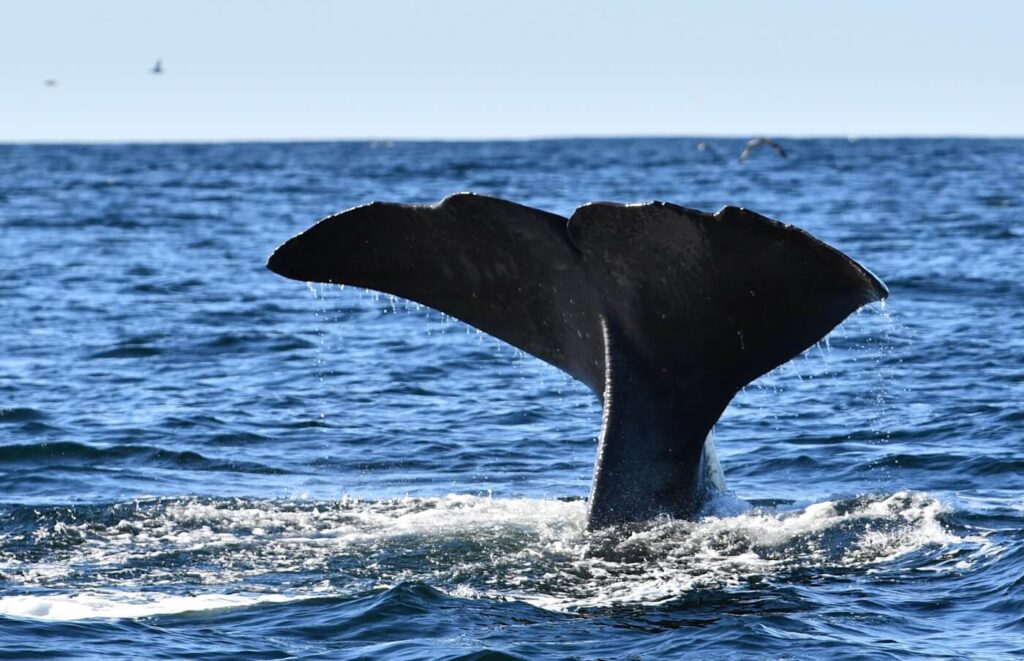 Noorwegen walvis spotten