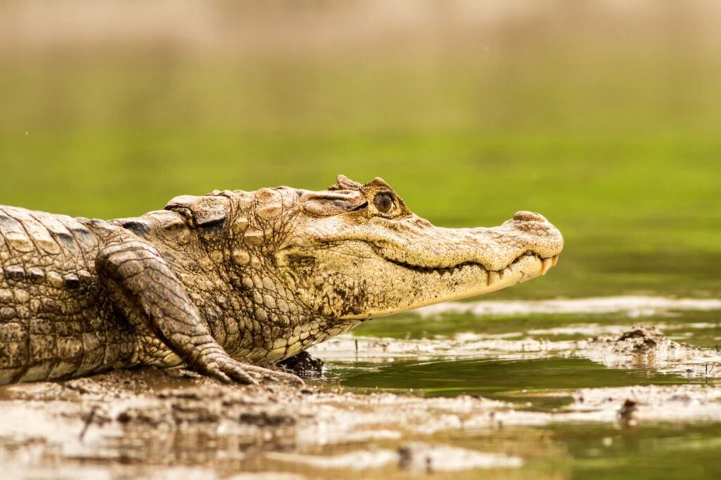 Costa Rica krokodillen