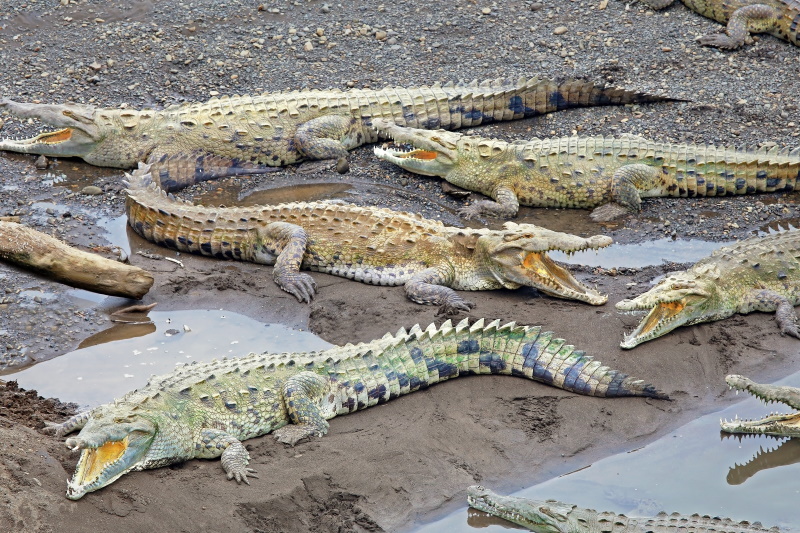 Krokodillen invasie in Costa Rica