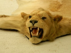 Opgezette leeuw in het Tito Museum, Brioni