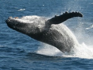 Zwemmen met walvissen in Australië