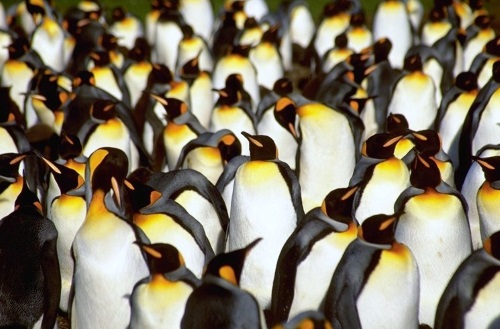 Naleving van Ambassadeur Leugen Pinguïns bekijken in de wereld. | Wereldreizigersclub