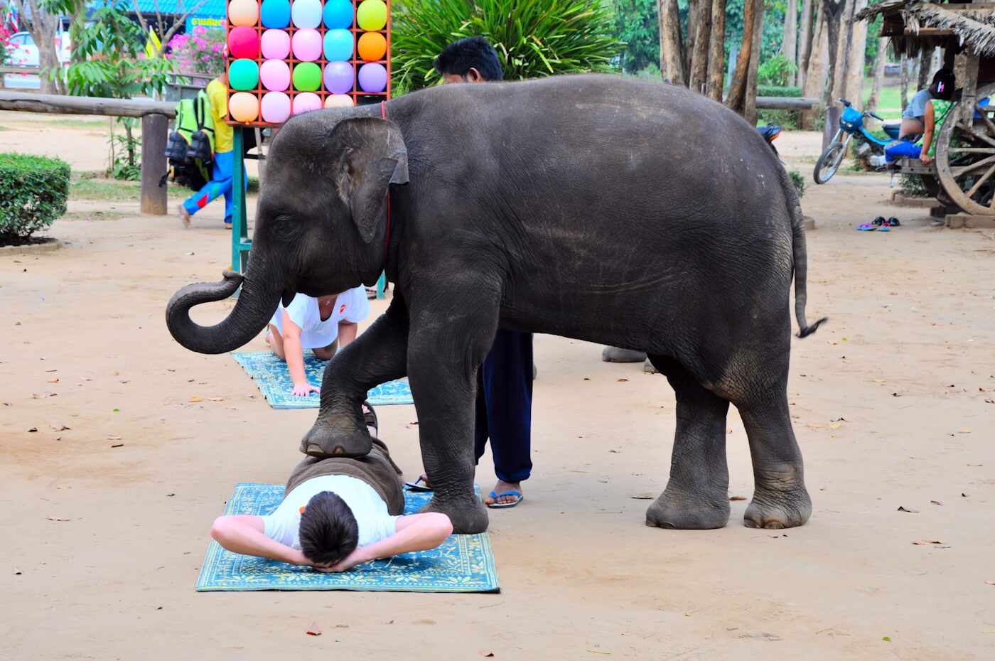 Thailand olifant massage