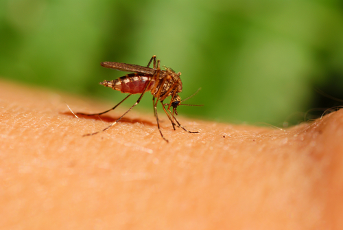 voor het muggen op | Wereldreizigersclub
