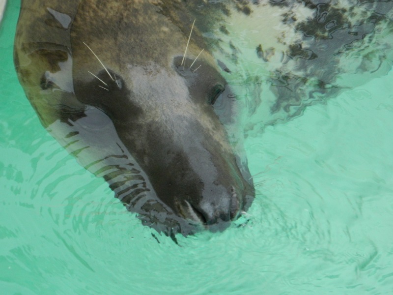 Zeehond in Aquarium de Biarritz