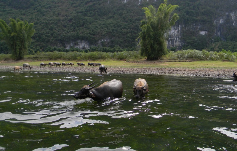 Waterbuffels op Li Rivier