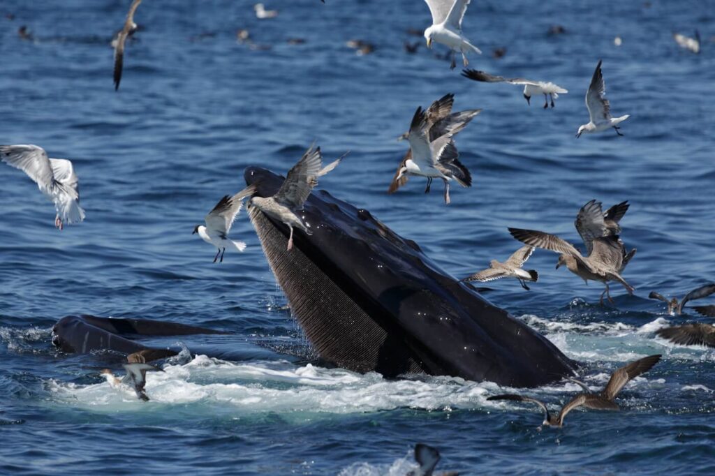 Massachusetts walvissen spotten