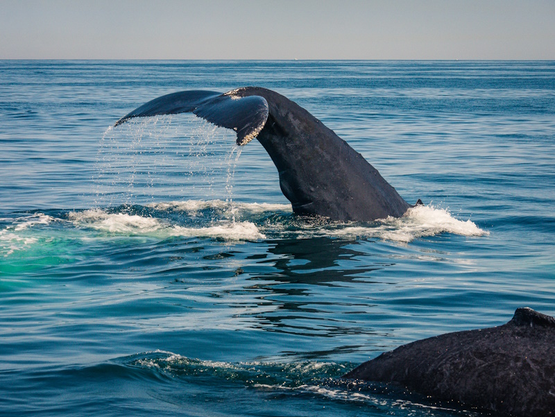 Massachusetts walvissen