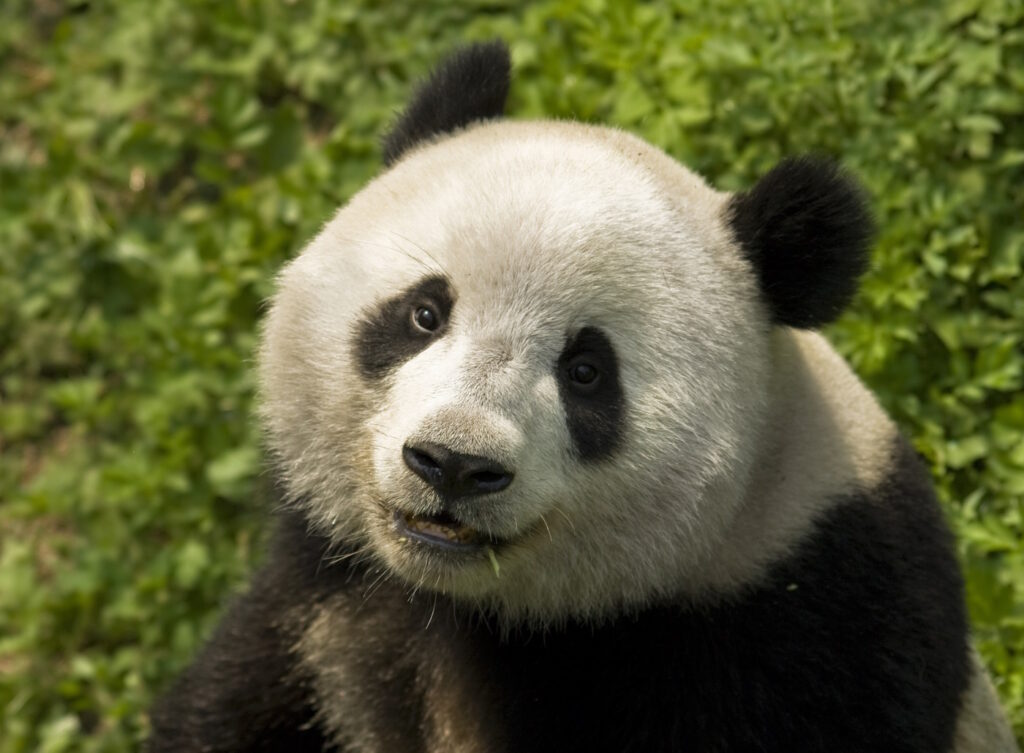 China Panda National Park