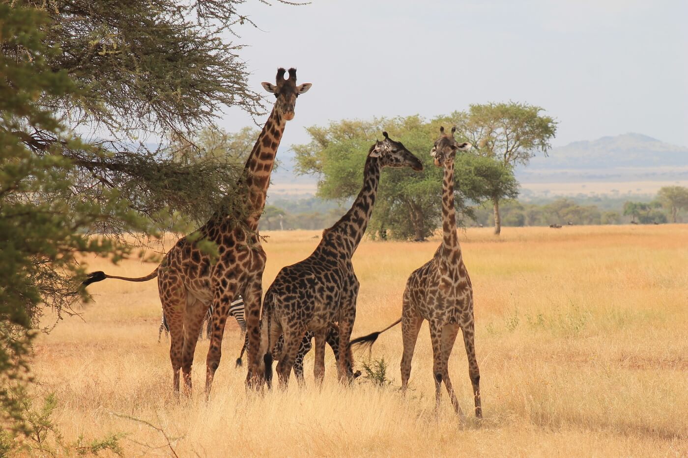 Tanzania beste bezienswaardigheden