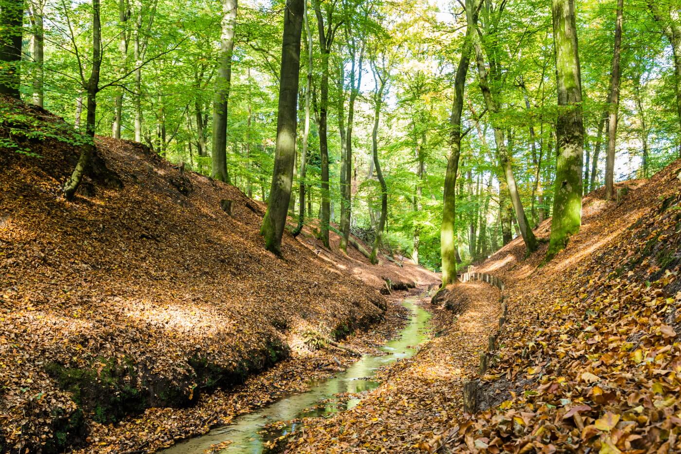 Aanpassen zijde landinwaarts Mooiste bossen in Nederland voor een vakantie. | Wereldreizigersclub