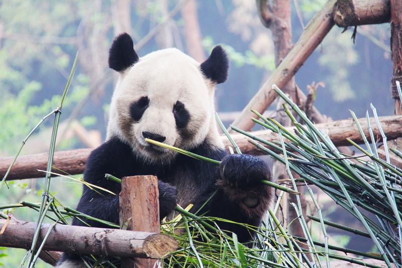 China pandacentrum
