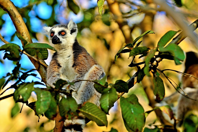 Madagascar maki