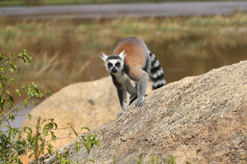 Madagascar natuur
