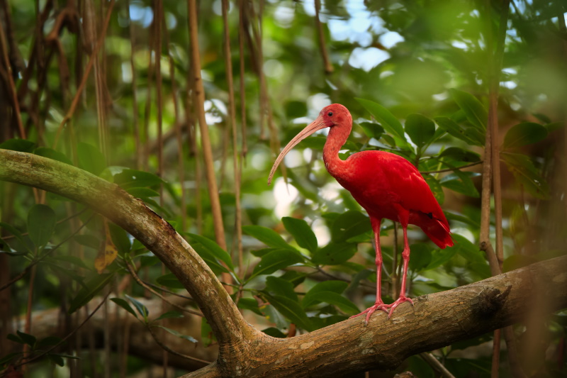 Trinidad vogelreservaat