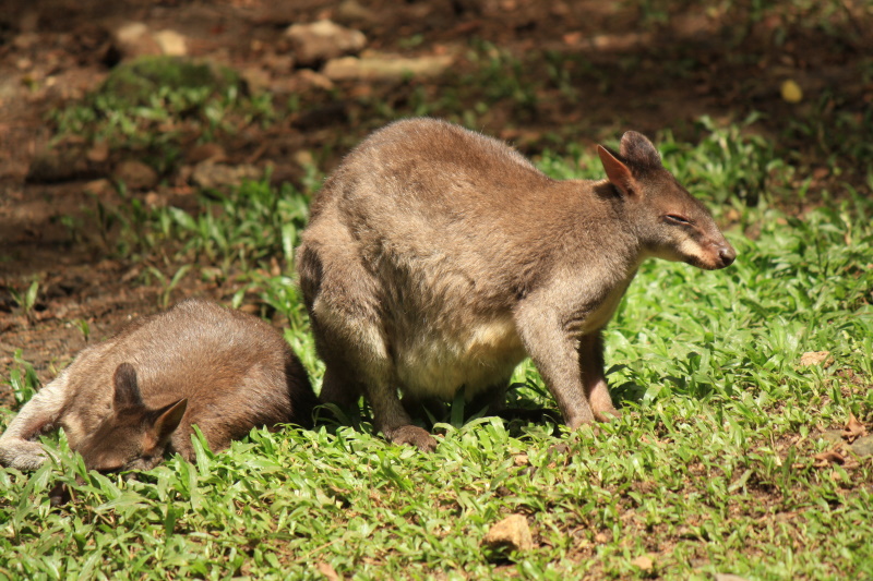 Papoea Nieuw-Guinea kangoeroe