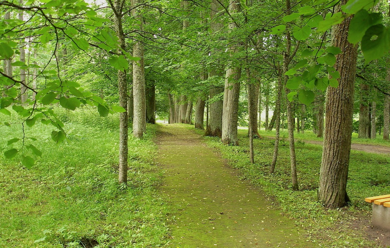 Baltische Staten Forest Trail