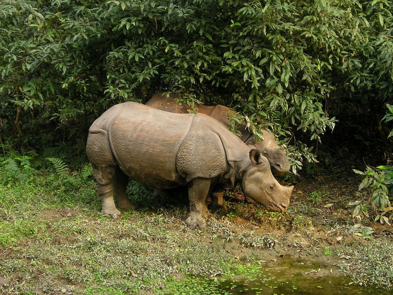Chitwan National Park in Nepal