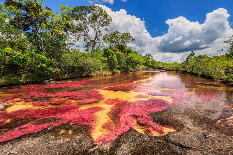 Caño Cristales in Colombia
