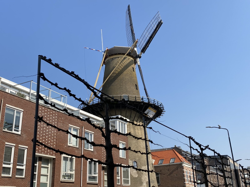 Dordrecht molen