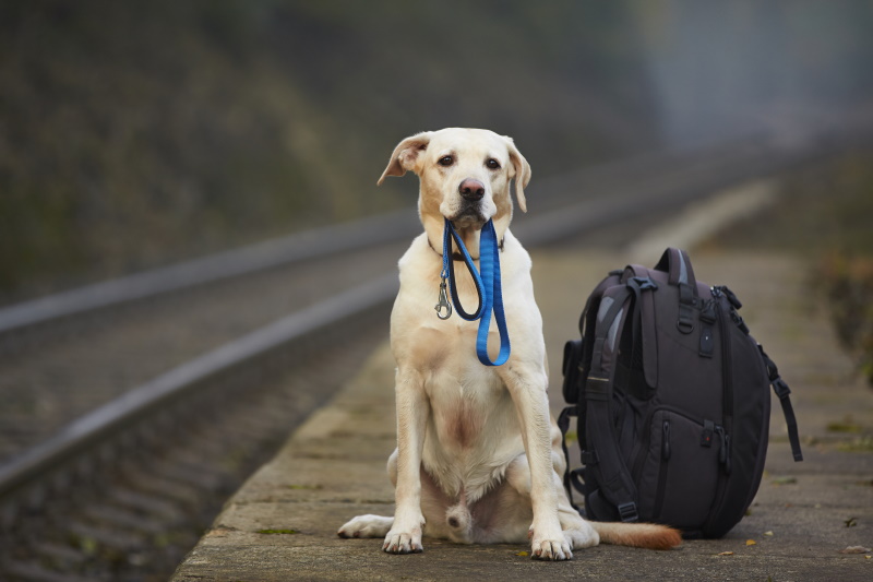 Meenemen vakantie hond en halsband