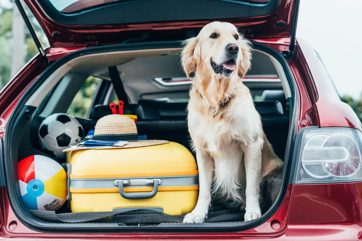 Ouderling Lucht plannen Meenemen voor vakantie met je hond. | Wereldreizigersclub