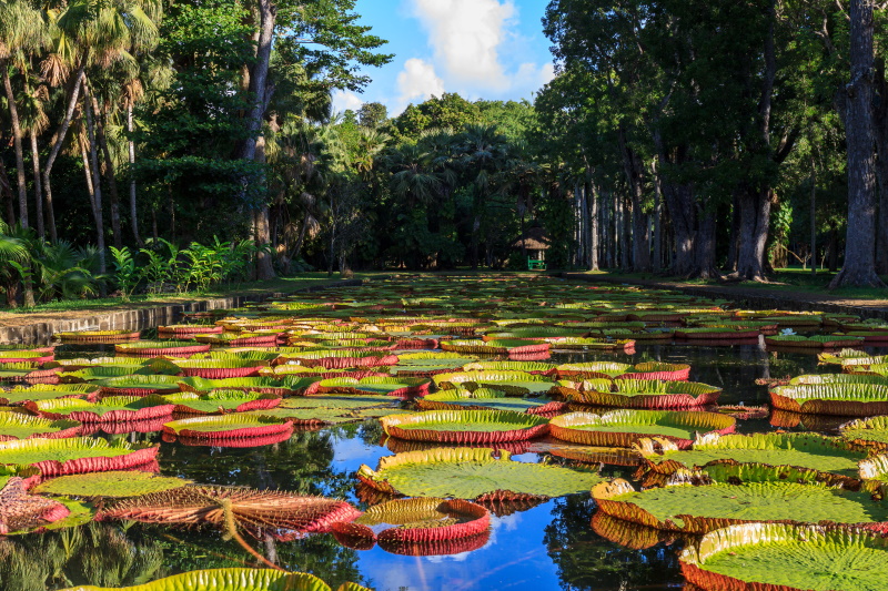 Mauritius botanische tuin