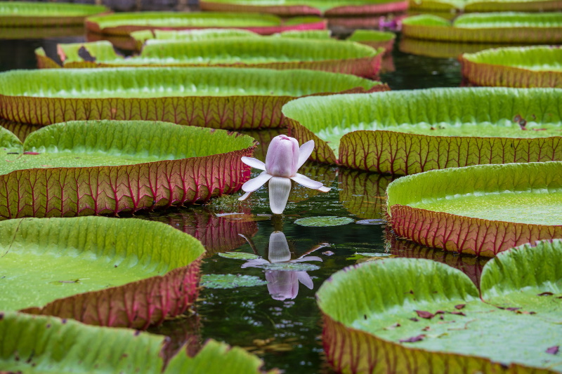 Mauritius Pamplemousses