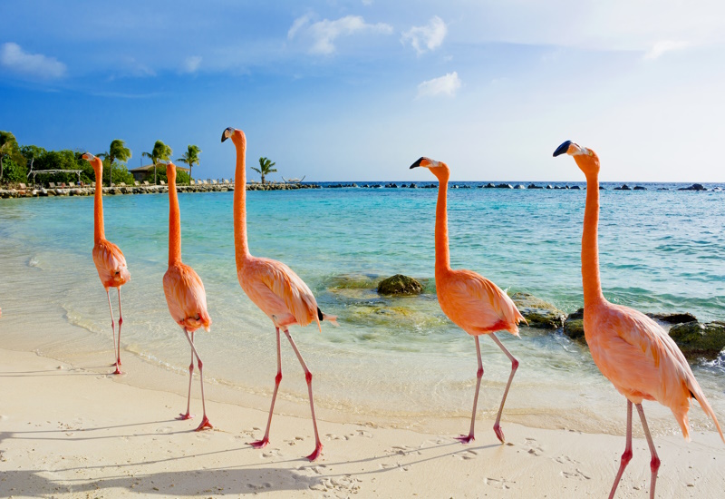 Flamingo Beach op Aruba