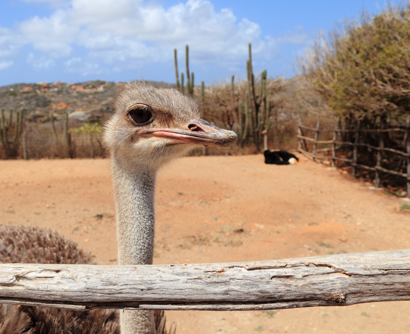 Aruba struisvogel