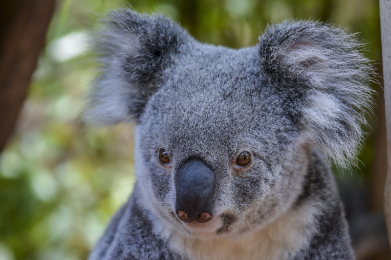 Koala Sanctuary in Brisbane