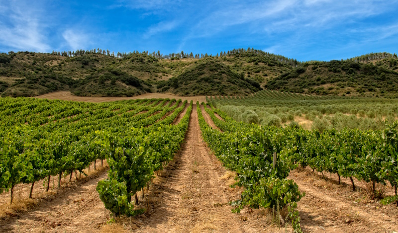 La Rioja wijnstreek bij Pamplona