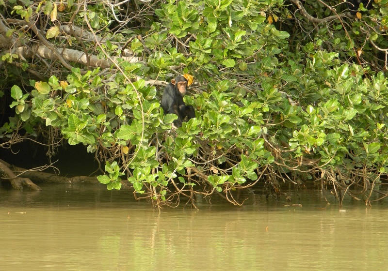 River Gambia National Park chimpansee