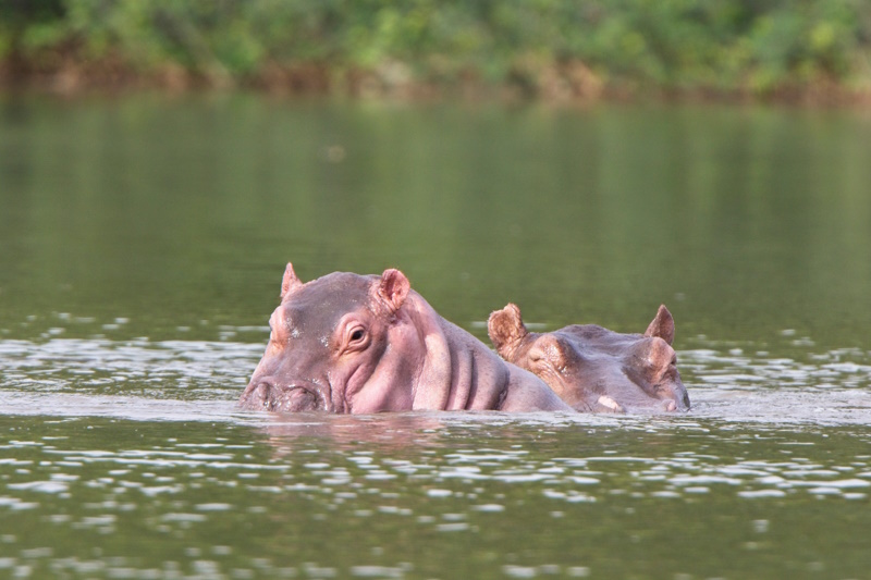 River Gambia National Park nijlpaard
