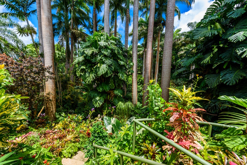 Hunte botanische tuin Barbados