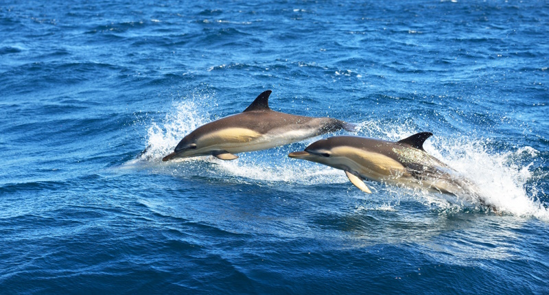 Benalmadena dolfijnen