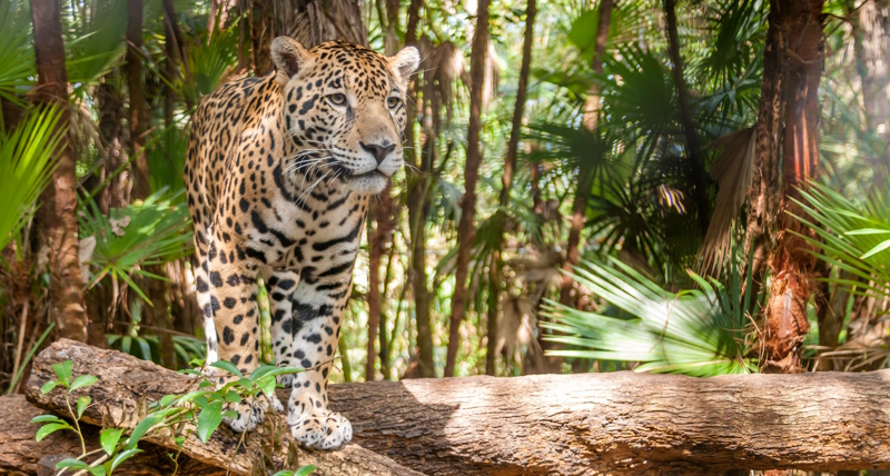 Belize jaguar