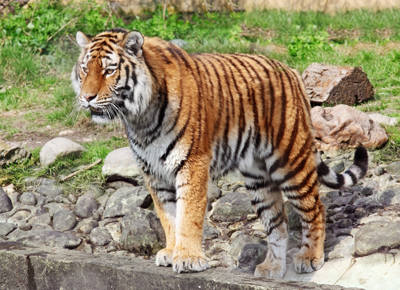 Siberische tijger in de dierentuin van Wenen