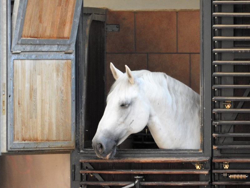 Lippizaner paard in Wenen