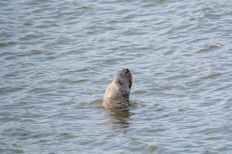 Renesse zeehond zee