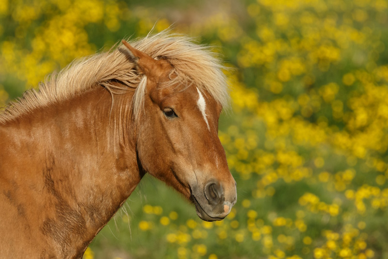 Akureyri paard IJslander