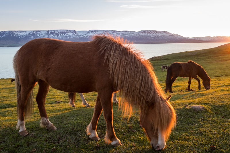 Akureyri paarden