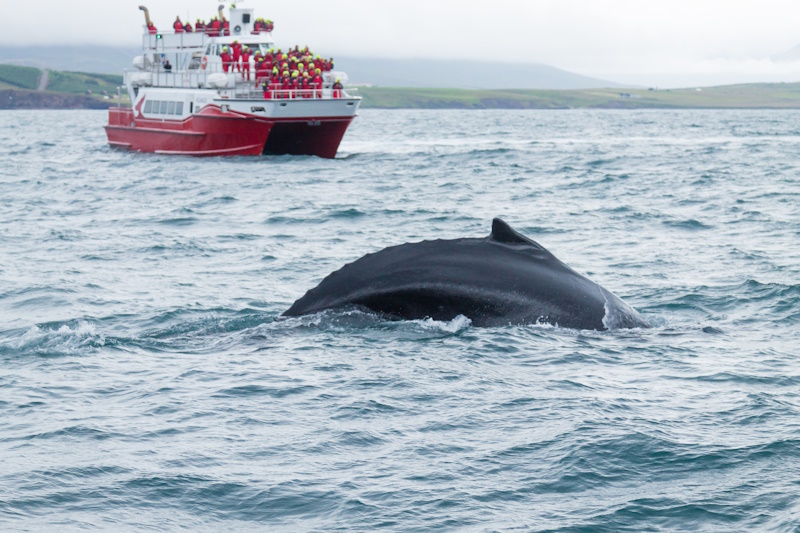 Akureyri walvis