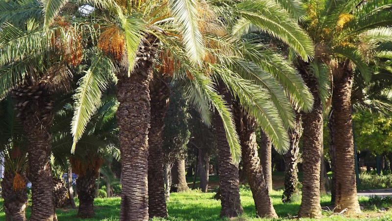 Belvedere Park in Tunis