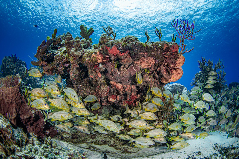 Cozumel duiken koraalrif