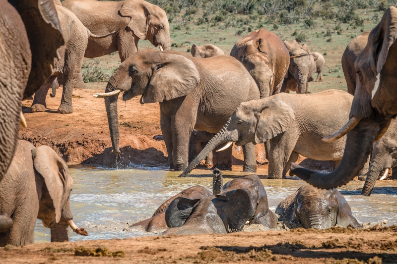 Port Elizabeth Addo Elephant National Park