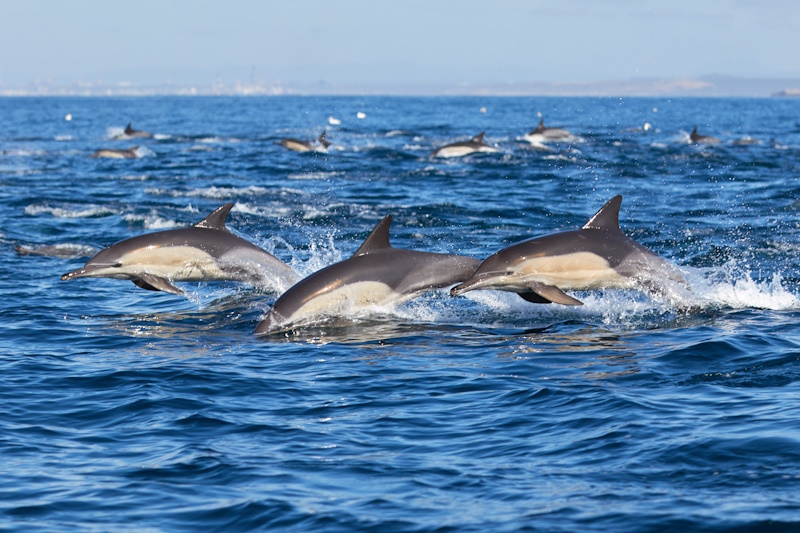 Port Elizabeth dolfijnen